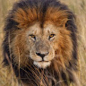 Meet your Posher, Tom